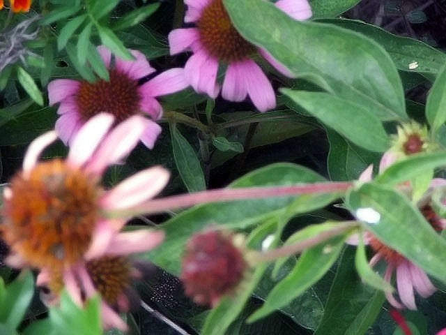Echinacea purpurea 'Magnus',