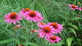 Echinacea purpurea 'Pica Bella'