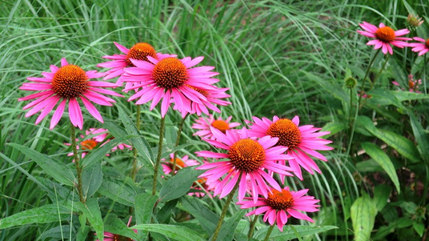 Echinacea purpurea 'Pica Bella'