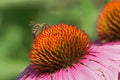 Echinacea purpurea