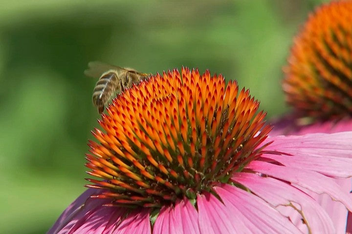 Echinacea purpurea