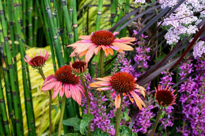 Echinacea purpurea 'Sundown'