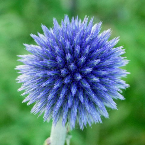 Echinops ritro 'Veitch Blue'