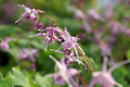 Epimedium grandiflorum 'Lilafee'