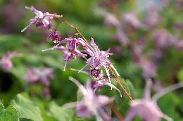 Epimedium grandiflorum 'Lilafee'