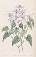 Epimedium grandiflorum,