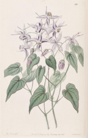 Epimedium grandiflorum,