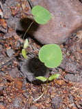Epimedium pubigerum,
