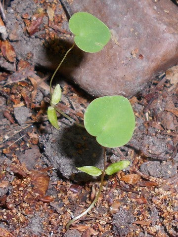 Epimedium pubigerum,
