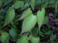 Epimedium rubrum,