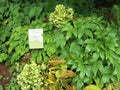 Epimedium versicolor 'Sulphureum',
