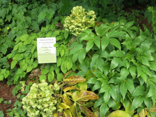 Epimedium versicolor 'Sulphureum',