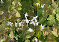 Epimedium youngianum 'Niveum',