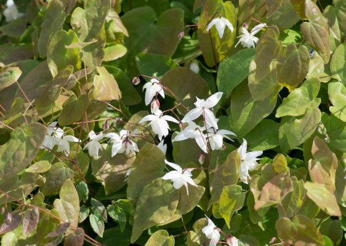 Epimedium youngianum 'Niveum',