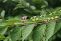 Epimedium youngianum 'Roseum',