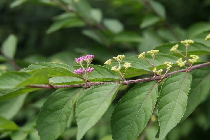 Epimedium youngianum 'Roseum',