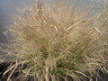 Eragrostis spectabilis