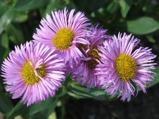 Erigeron Rosa Juwel'