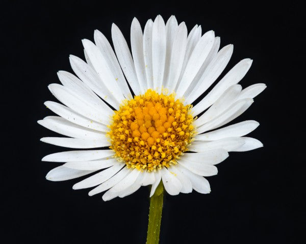 Erigeron karvinskianus
