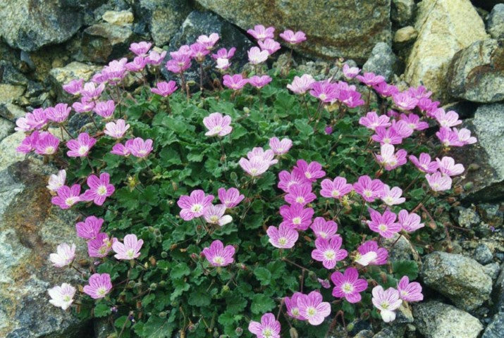 Erodium variabile 'Bishop's Form'