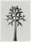 Eryngium bourgatii