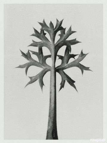 Eryngium bourgatii