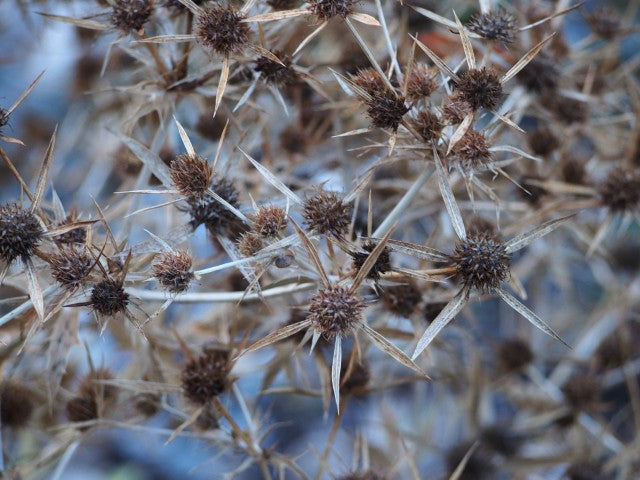 Eryngium planum,