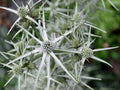 Eryngium variifolium,