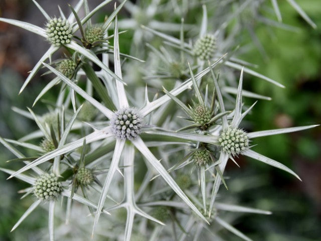 Eryngium variifolium,