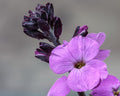 Erysimum Bowles Mauve',