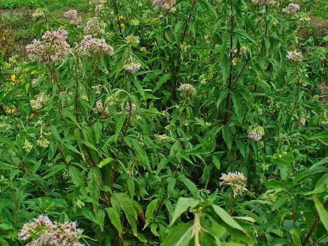 Eupatorium cannabium,