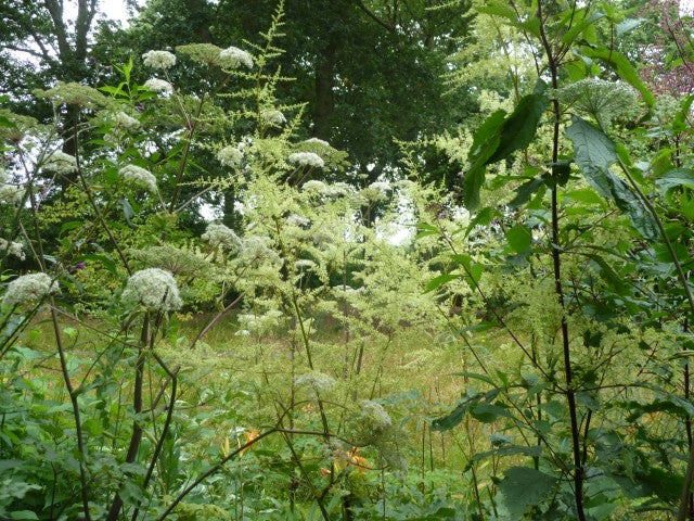 Eupatorium maculatum 'Atropurpureum'