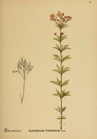 Eupatorium purpureum,