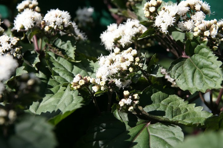 Eupatorium rugosum 'Chocolate',