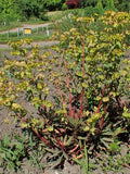 Euphorbia amygdaloides 'Purpurea'