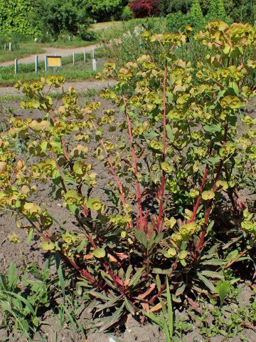 Euphorbia amygdaloides 'Purpurea'