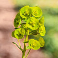 Euphorbia amygdaloides robbiae,