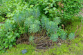 Euphorbia characias 'Black Pearl',