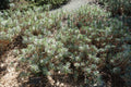 Euphorbia characias wulfenii,