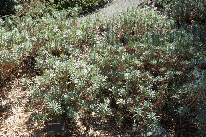 Euphorbia characias wulfenii,