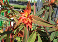 Euphorbia griffithii 'Fireglow',