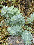 Euphorbia myrsinites,