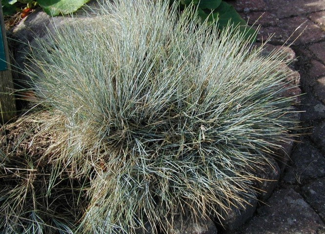 Festuca amethystina
