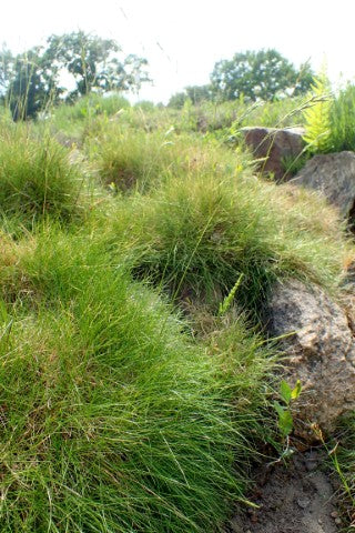 Festuca gautieri