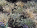Festuca glauca 'Elijah Blue'