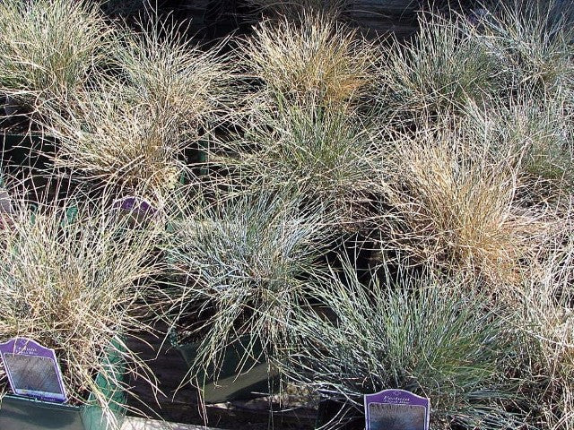 Festuca glauca 'Elijah Blue'