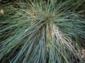 Festuca glauca