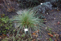 Festuca mairei