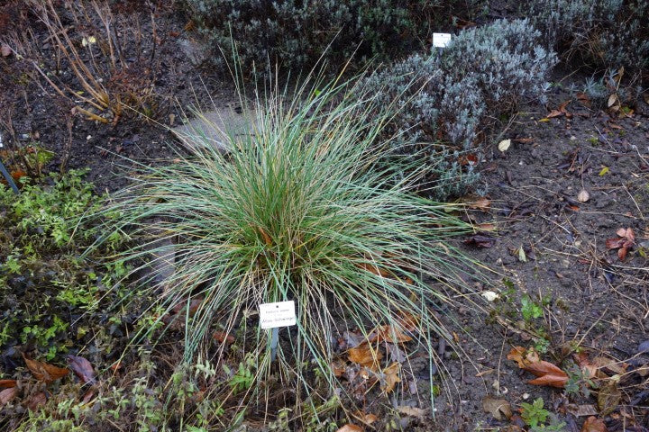 Festuca mairei