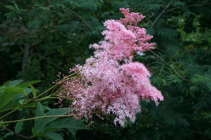 Filipendula rubra 'Venusta',
